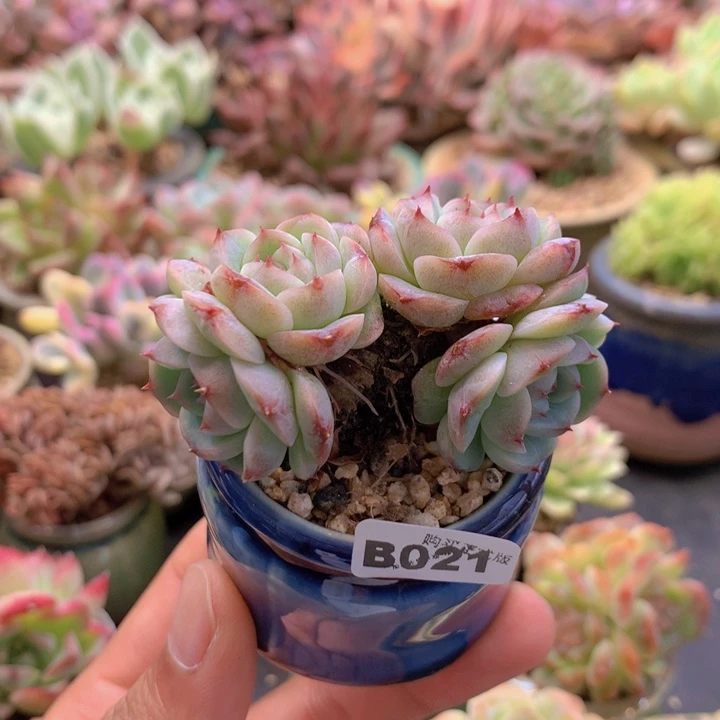 一物一拍含盆土满38包邮B021