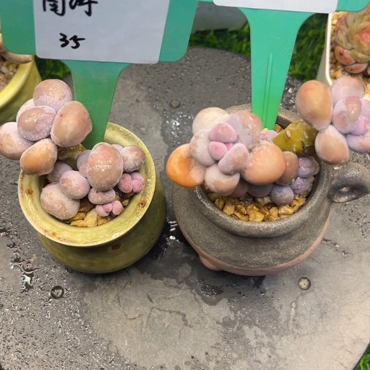 周*yi ming ming g ni ming m