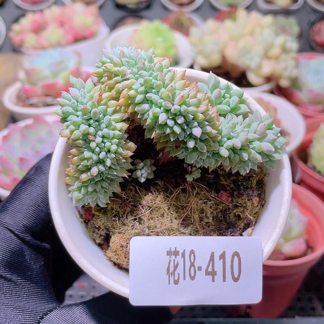 花利美18-410莱恩小精灵缀化