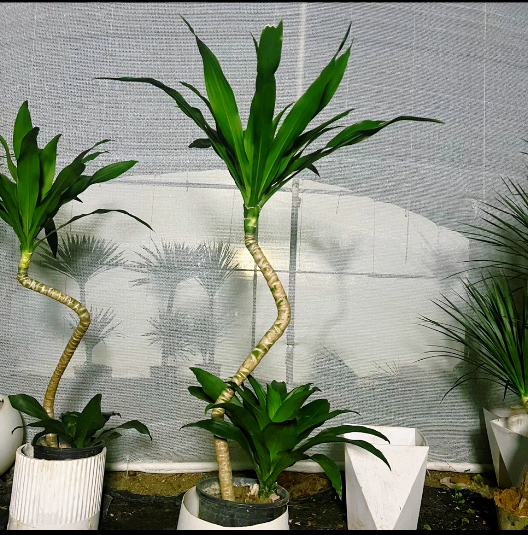 造型荷花铁美人铁轻奢造型大绿植净化空气适合客厅绿植盆栽室内