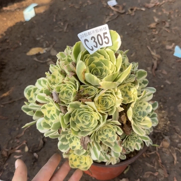 迈巴赫……多肉植物……