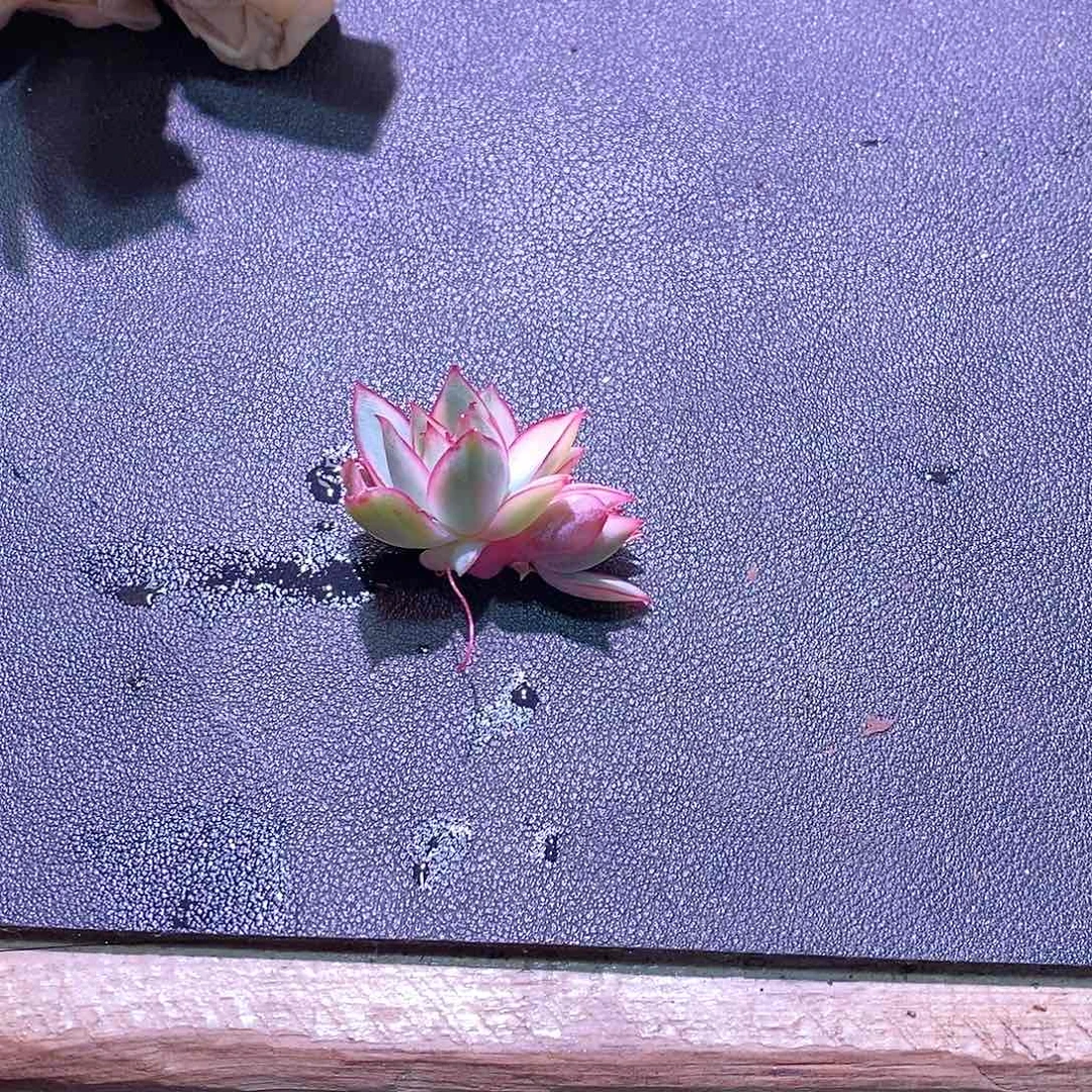 宝莲灯锦多肉多肉植物