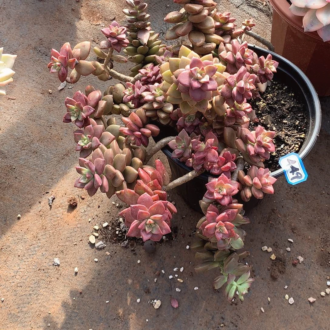 449姬胧月 一物一拍多肉