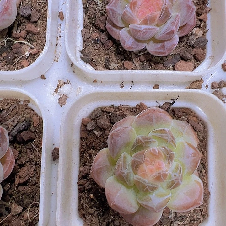 精品冰魄19包邮多肉植物