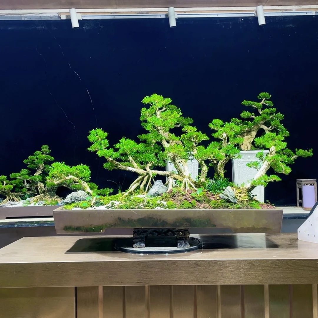 黄杨盆景四季常青