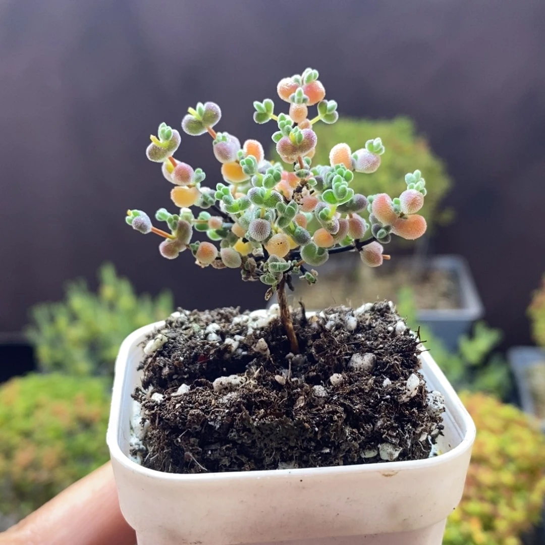 无花朵4号实生精控莱斯
