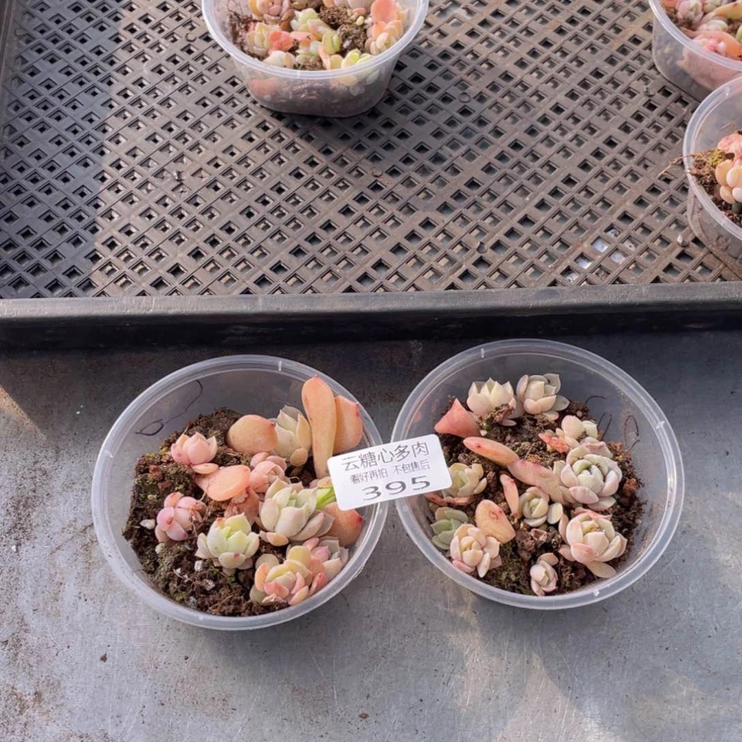 云糖心多肉植物395