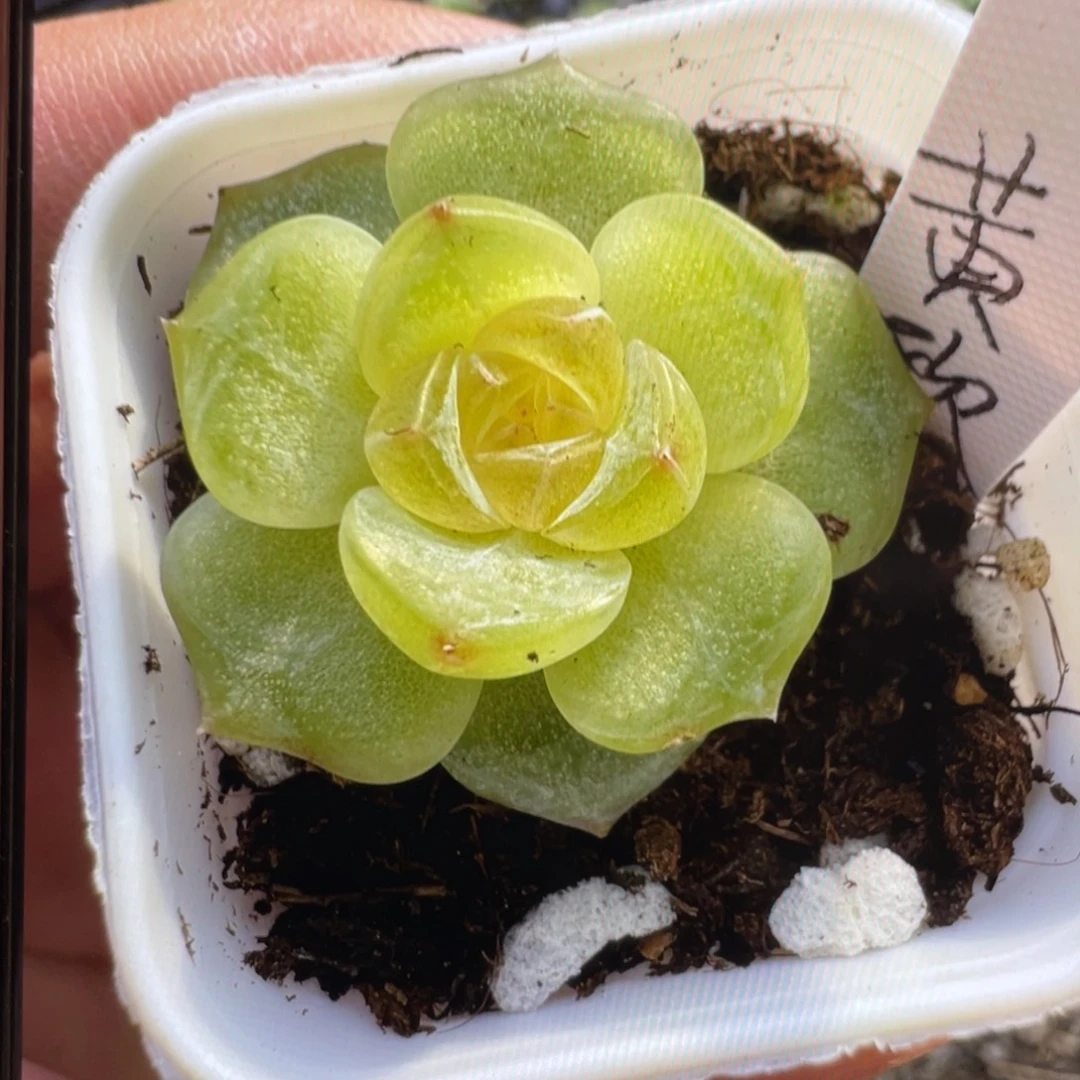 欧泊种子20粒，镇店之宝