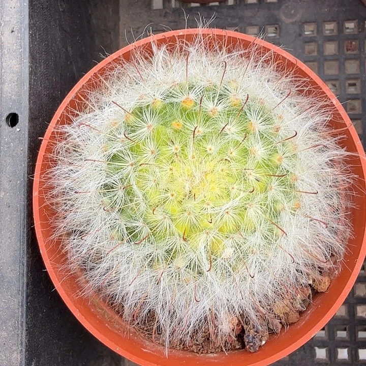 白云高莎单头5仙人球