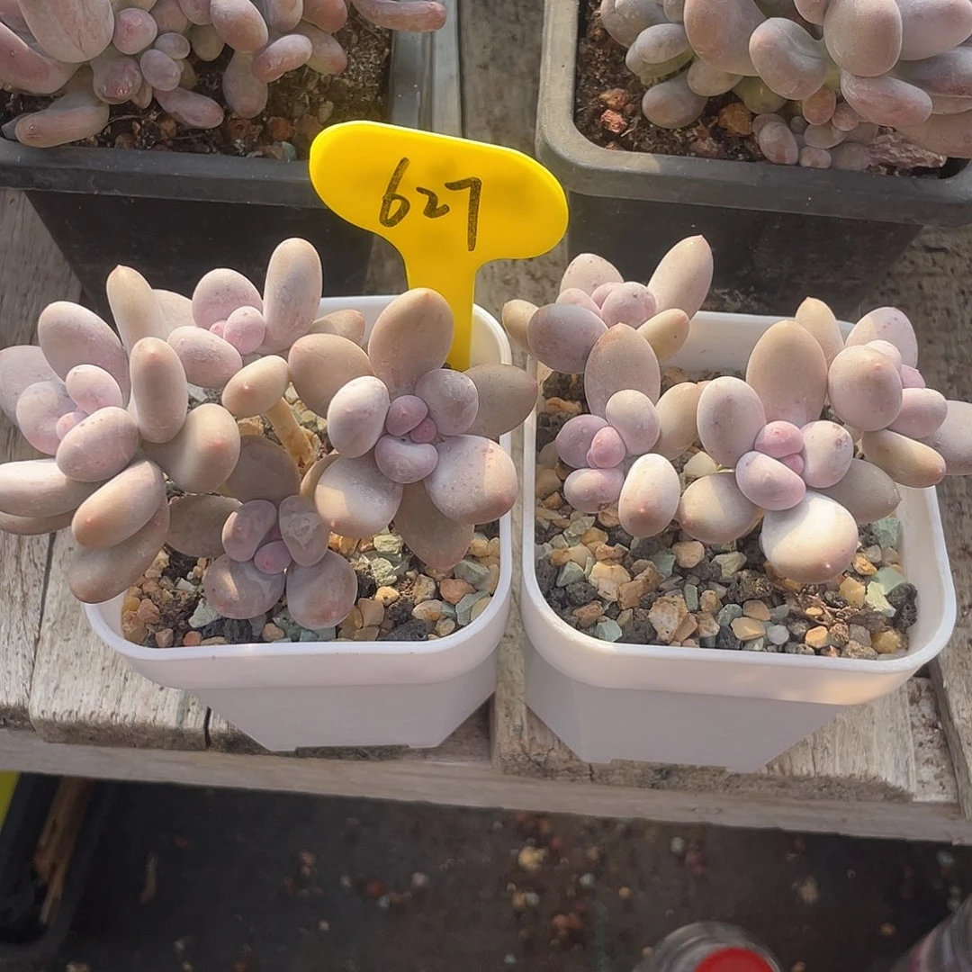 两盆加菲猫多肉植物627