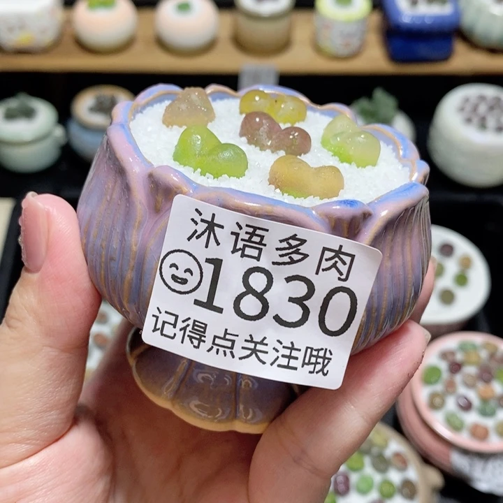 精美盆栽 一物一拍 1830