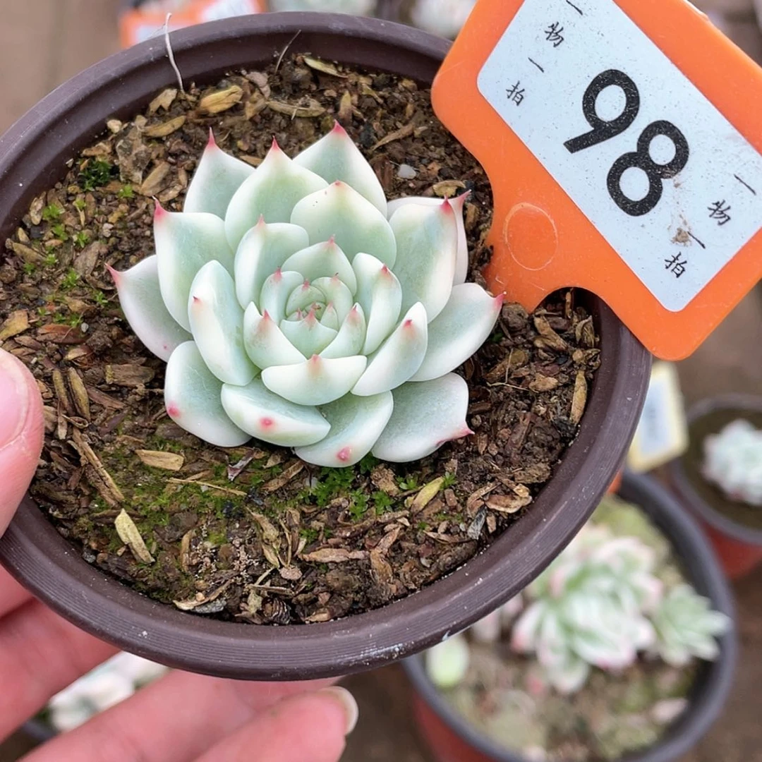 【闪购商品】98号的