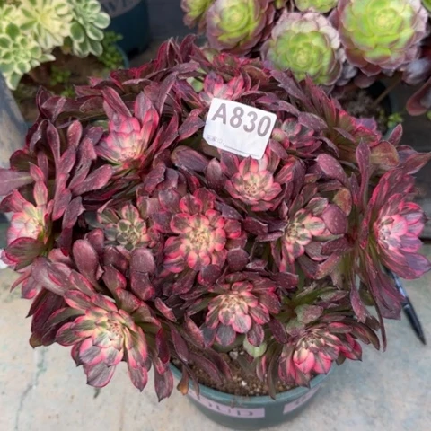 830烟花朵朵30厘米左右