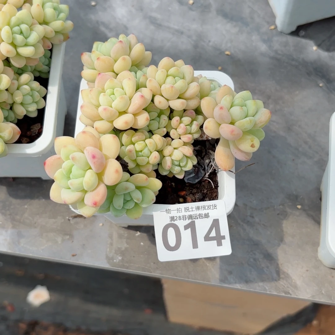 樱花罗绮老桩无盆土发货