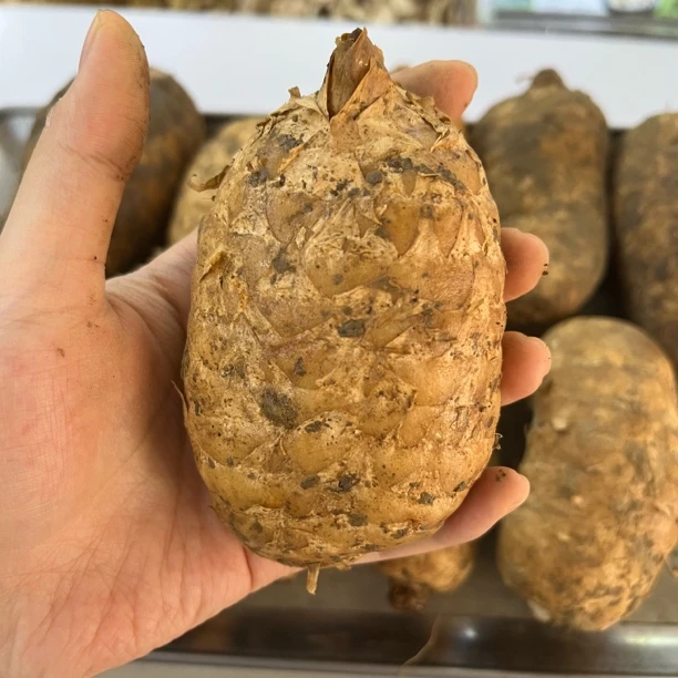 云南小草坝新鲜天麻高山野生种植无硫磺