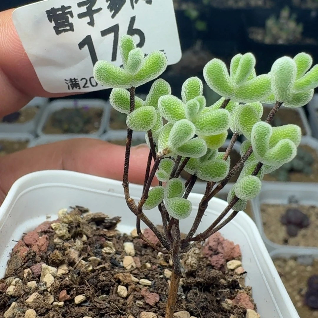 小星星带盆土。