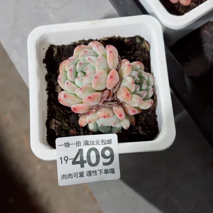A***落雪爪无盆土发货多肉多肉