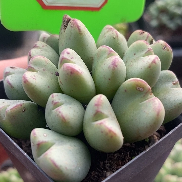 今天晚上不回家吃5022