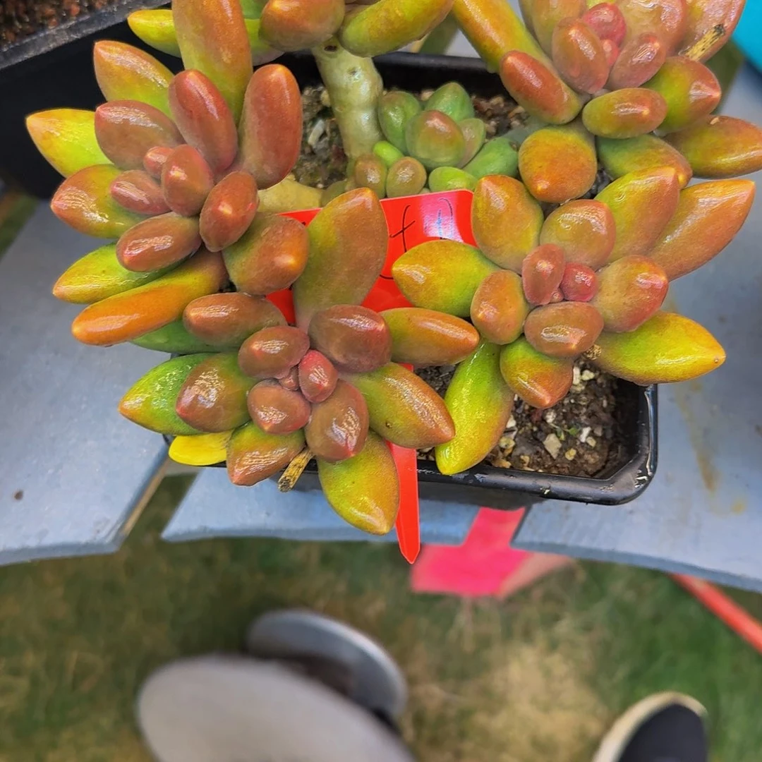 春***里芒果奶一颗发货春风十里