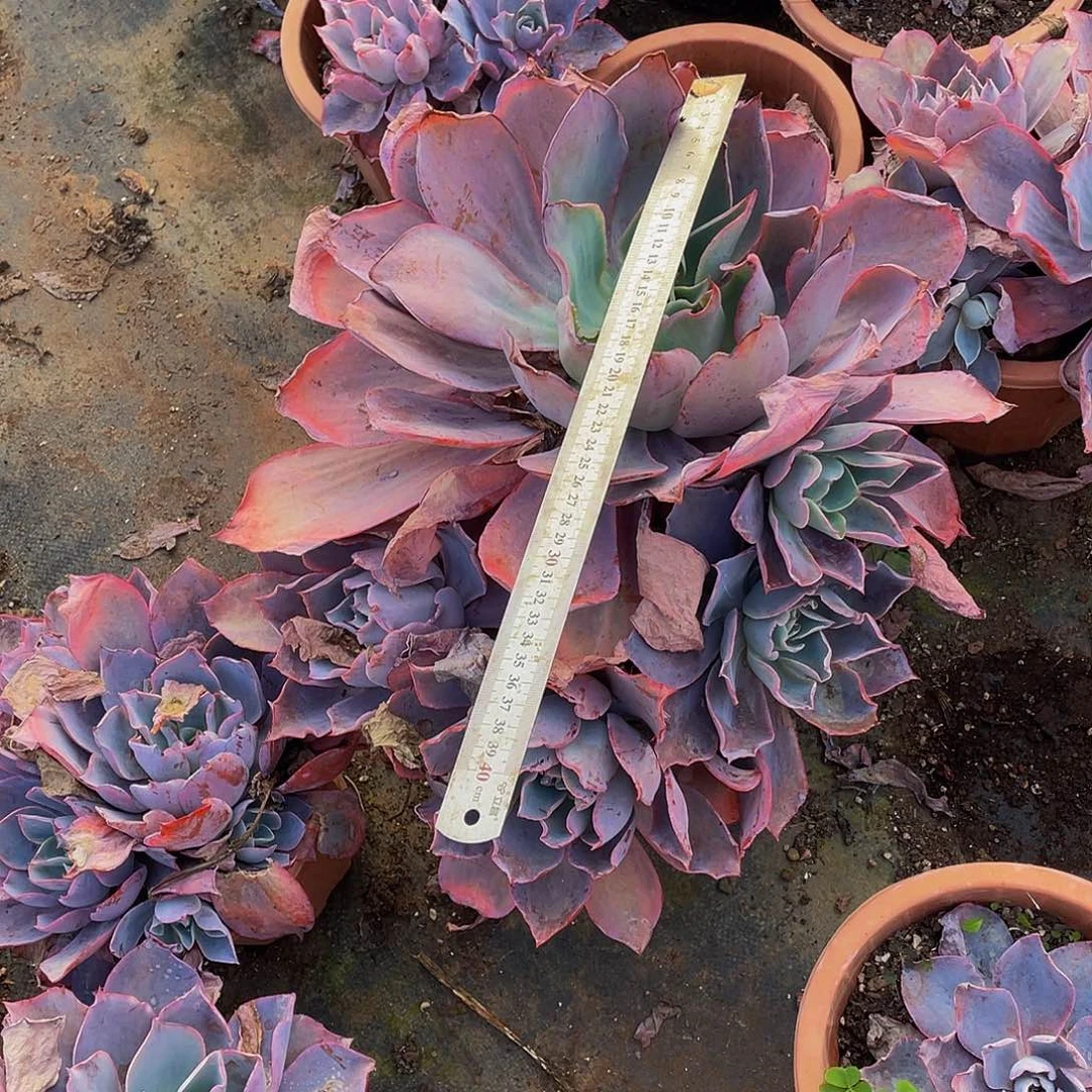 晚霞无砍多肉，叶片微冻伤68