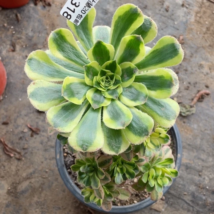 318白兰地多肉12344678多肉