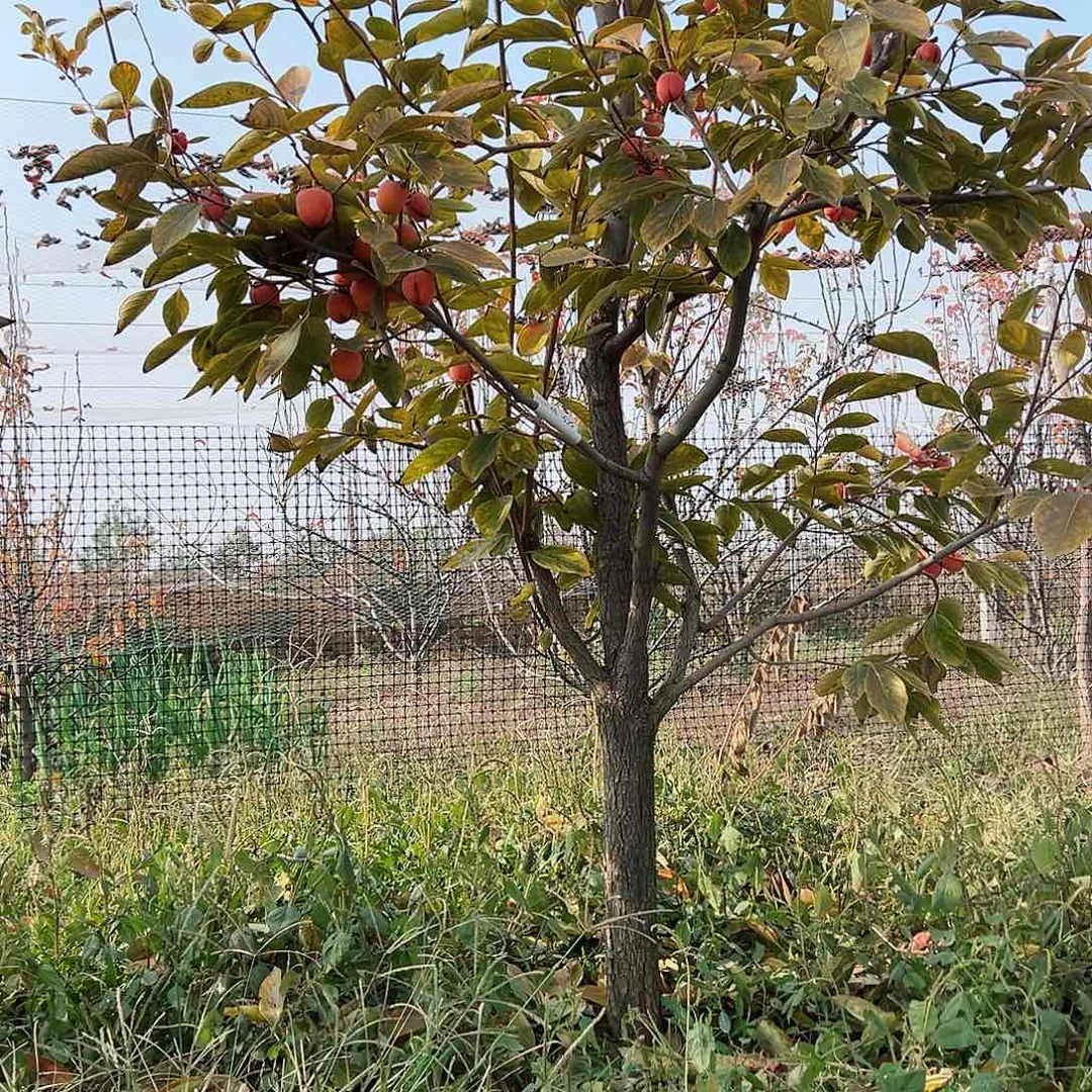 无花朵柿子树开花结果就是好