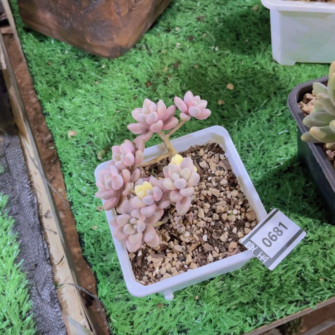 艾伦锦多肉植物0681