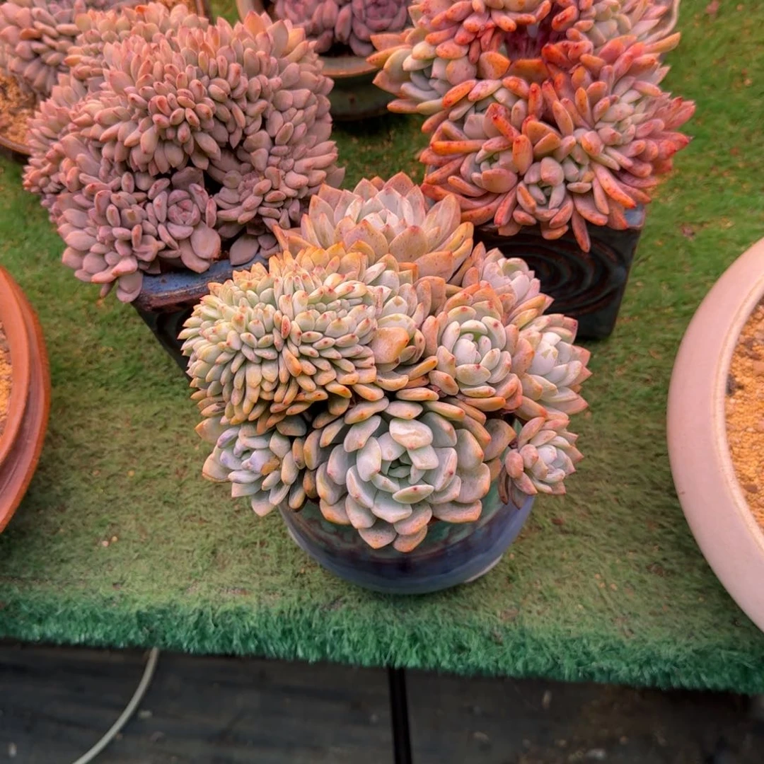 曦*星影缀化无砍多肉