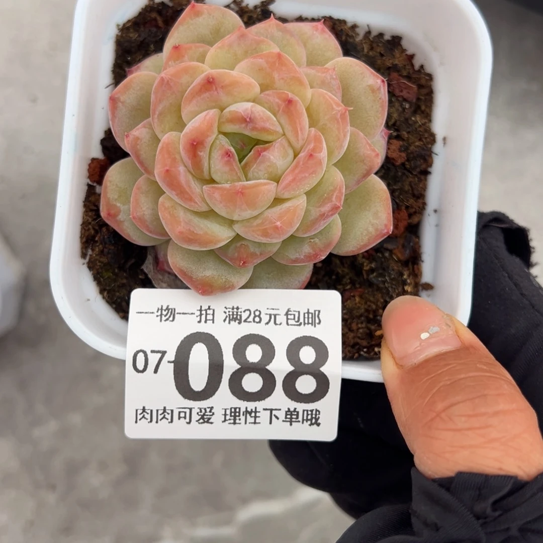 冰魄多肉多肉多肉多肉