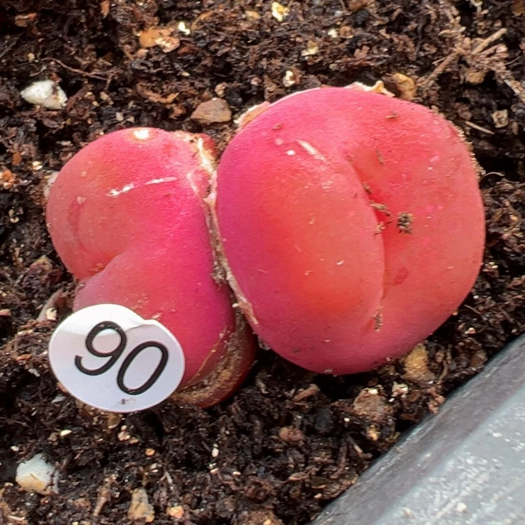 多肉植物111111111111111科