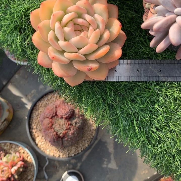 橙子宽边渡轮锦好看发货