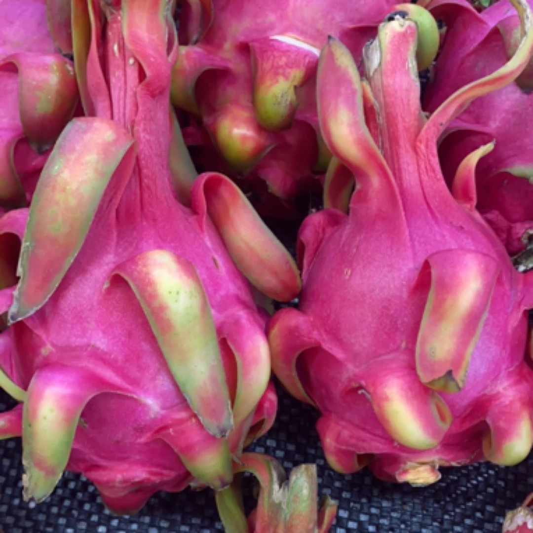 红心火龙果500克   到店自提