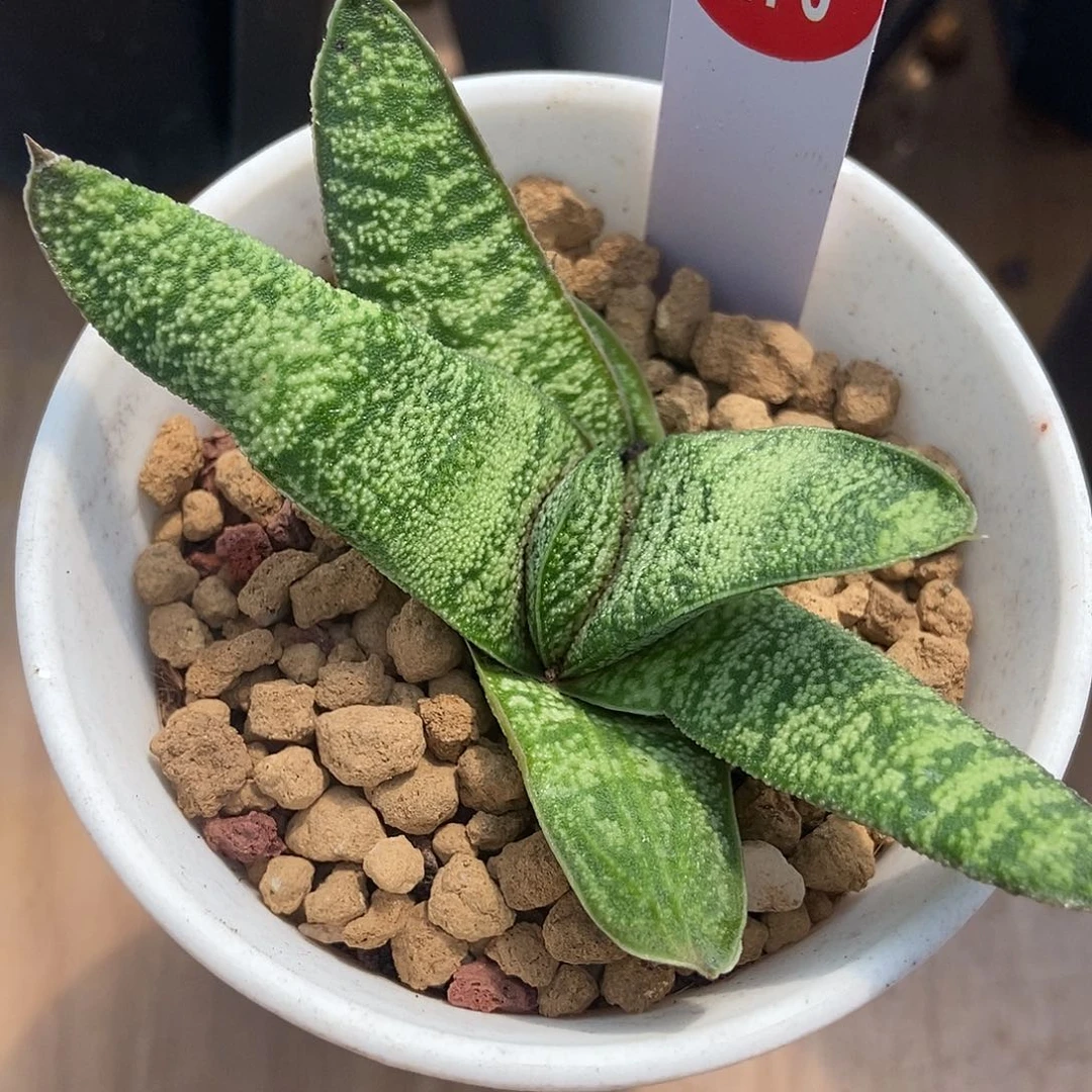 270春莺白锦侧牙带盆发货