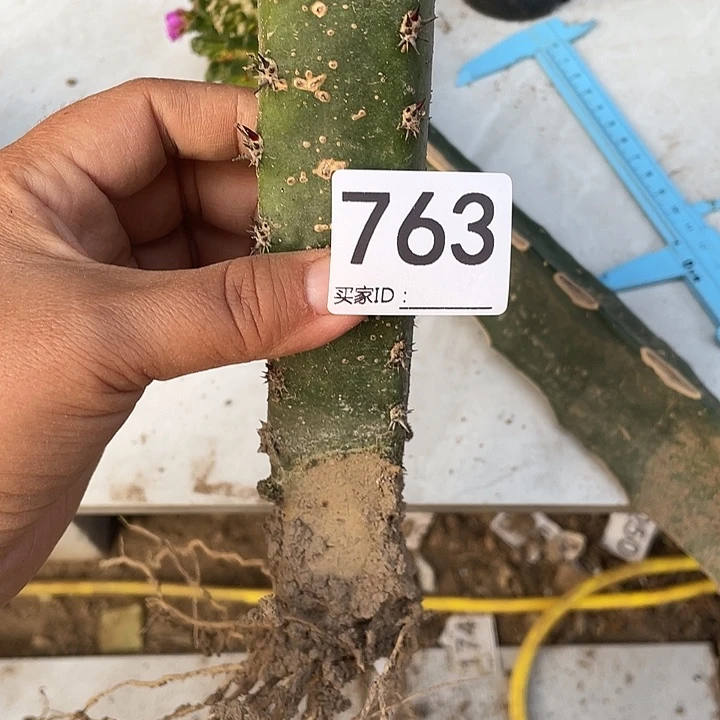 仙人球小人帽763号