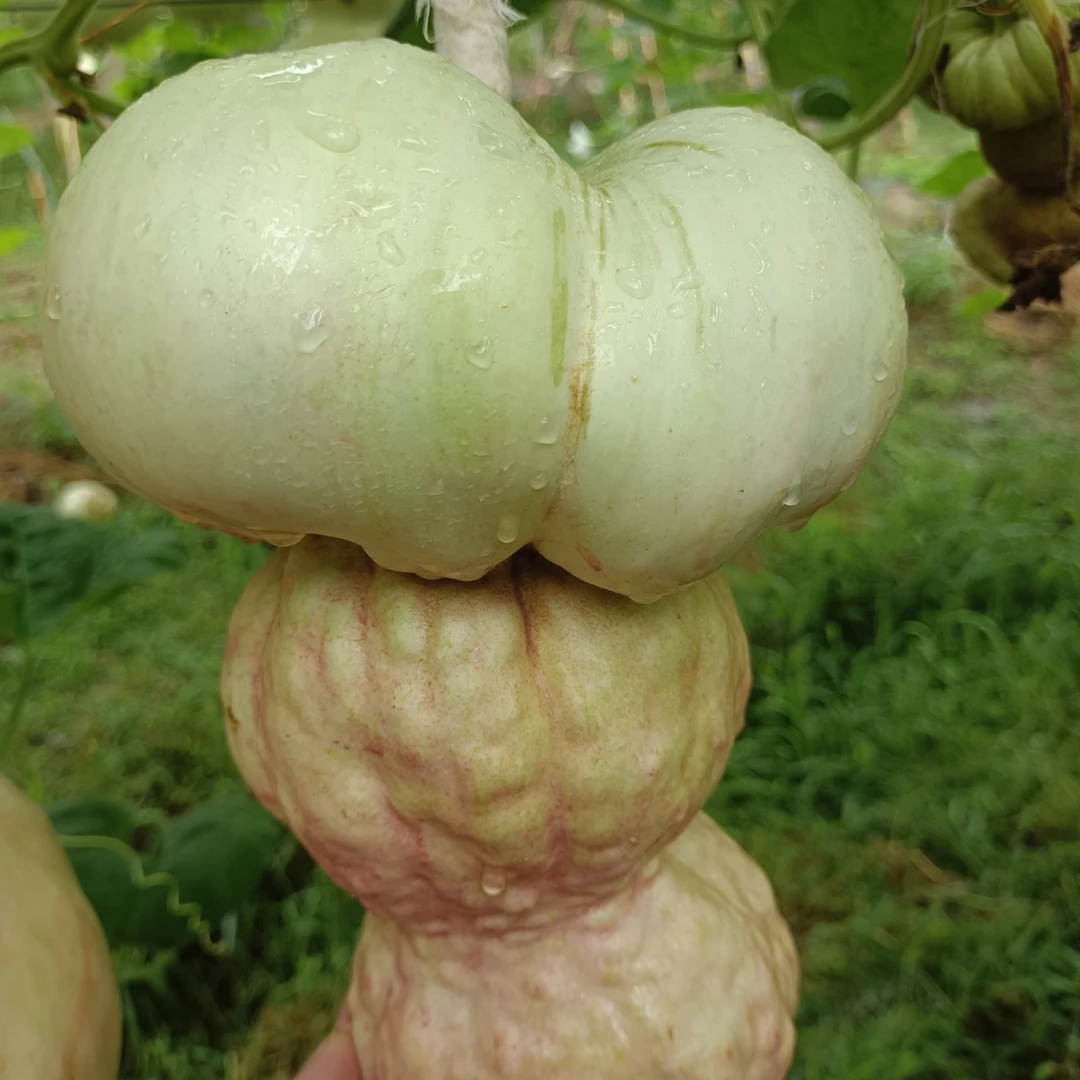 一号链接莲花头葫芦直播间