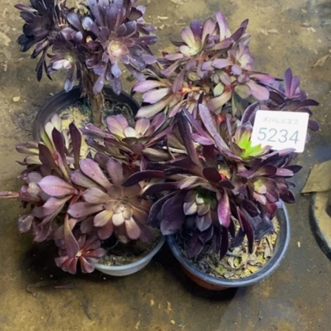 星*4盆多肉植物5234