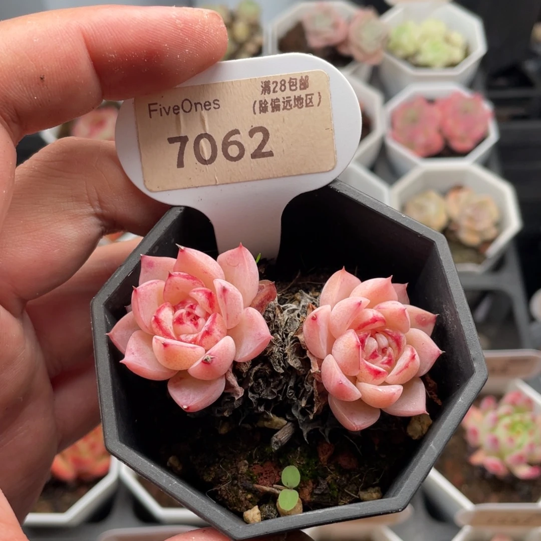 天鹅绒7062-6.5厘米