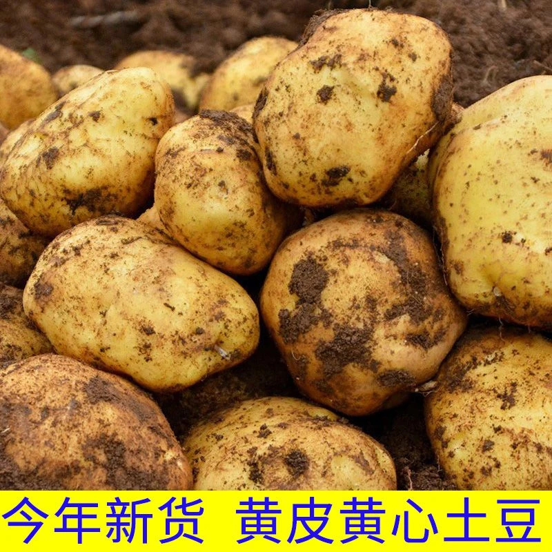 现挖现发湖北当季黄皮黄心土豆新鲜农家老品种洋芋新鲜粉糯包邮
