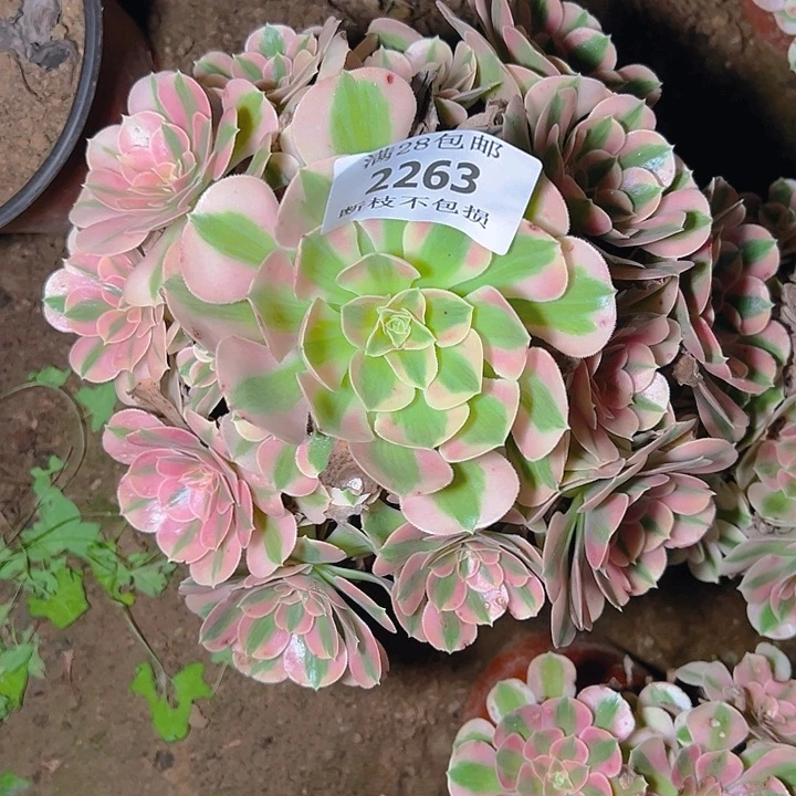 2263粉女巫多肉植物
