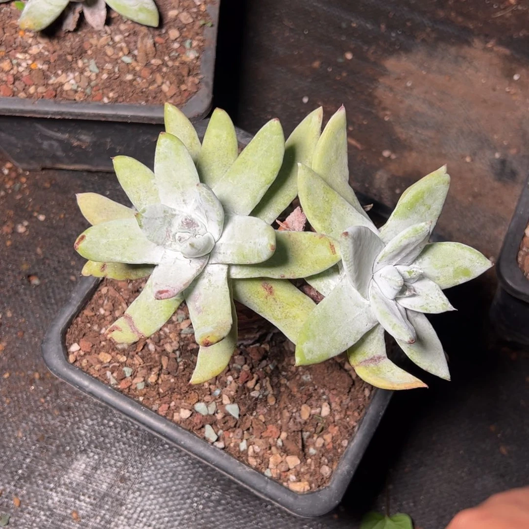 3234帕翠莎哈哈哈哈哈哈