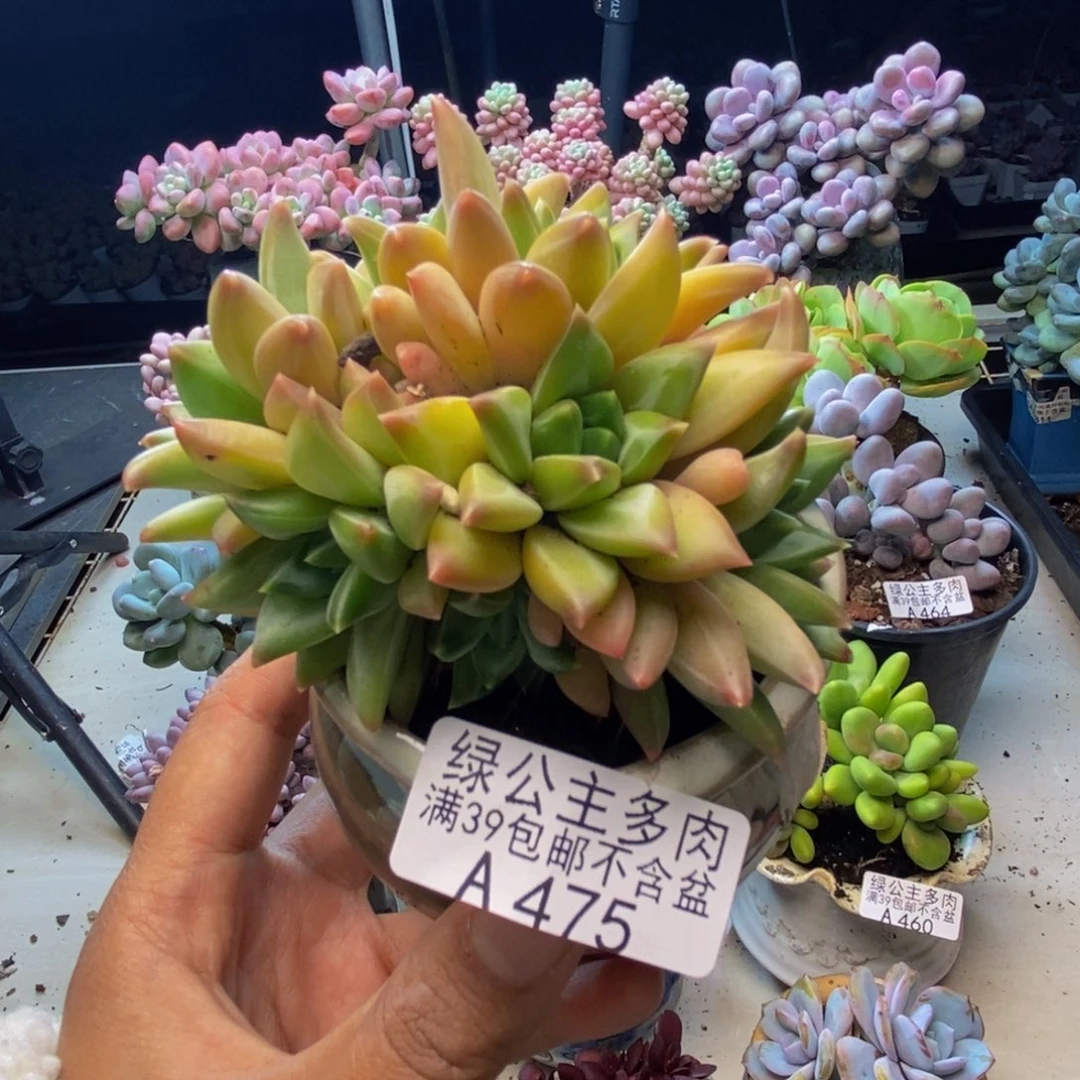 475幻影美人多肉7cm