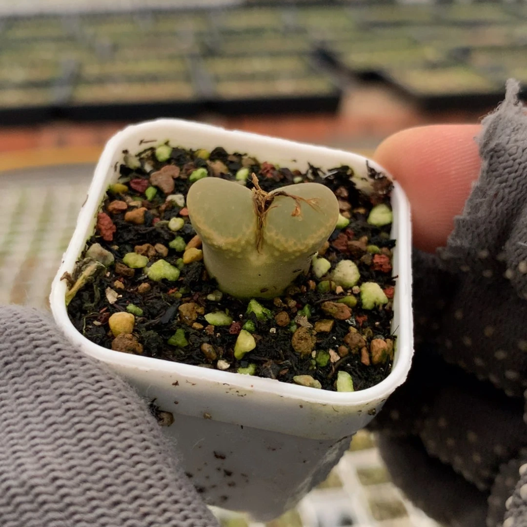 421红宝石风铃一颗