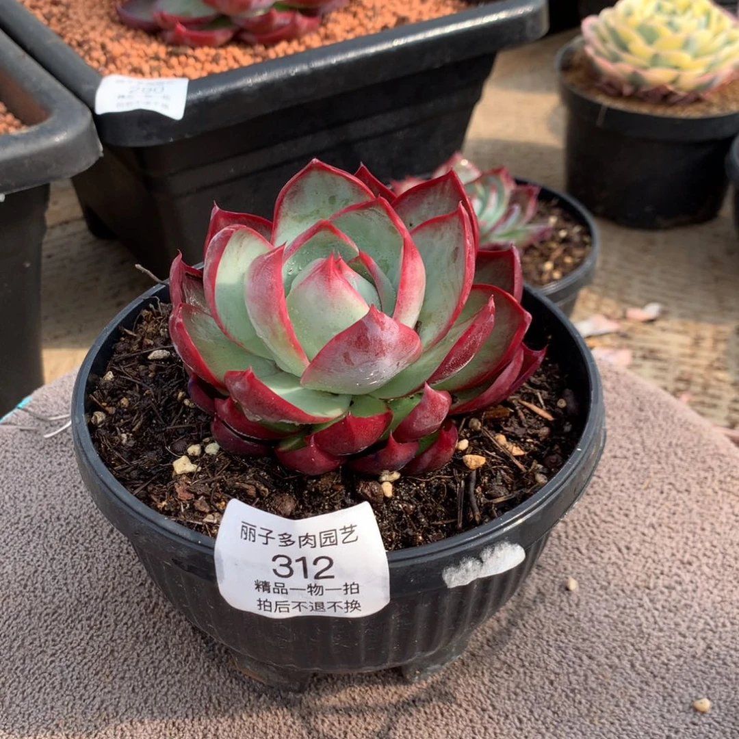 312宽叶车厘子红。尺寸9。多肉植物