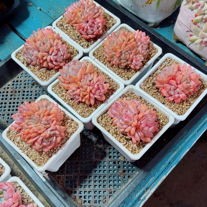 精品多肉植物老桩随机发一棵橙子雪天使