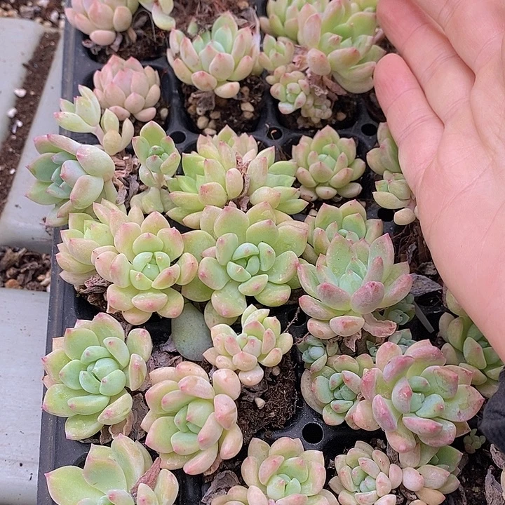 49 多肉植物盆栽花卉