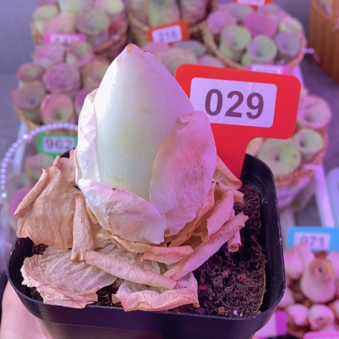 山地玫瑰一物一拍029