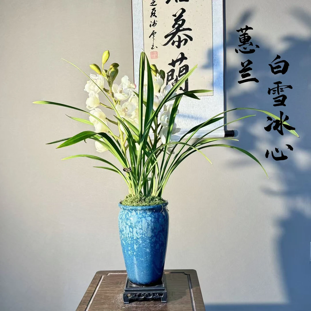 大花蕙兰香兰白雪冰心浓香型年宵花带盆底座好养室内绿植