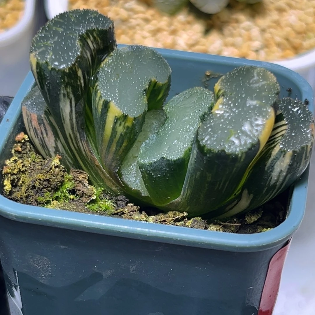 十二卷多肉1048广重