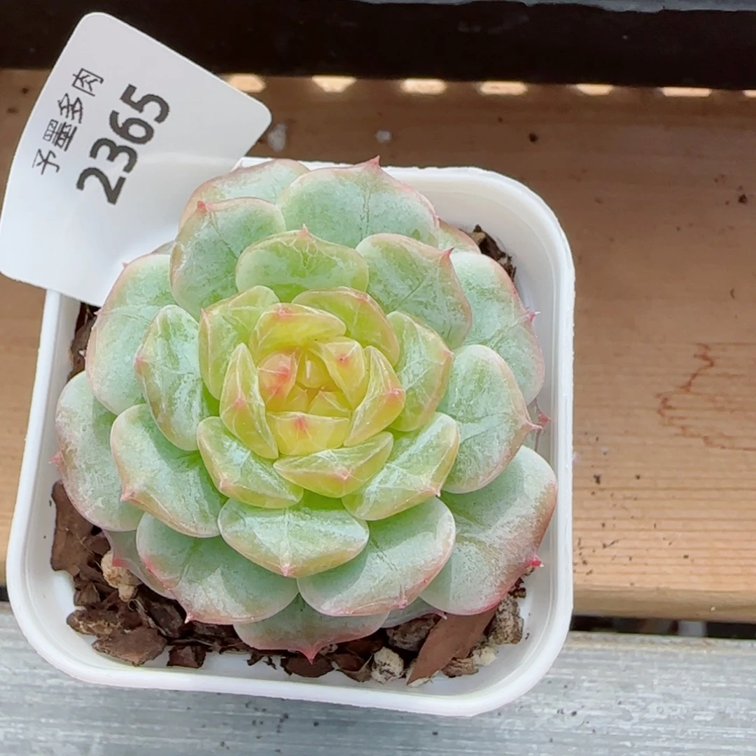 金盏珍妮，2365多肉植物