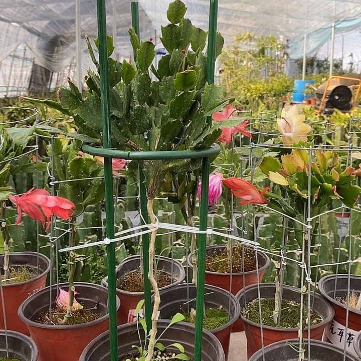 A****e叶仙嫁接双色大苗一物一拍